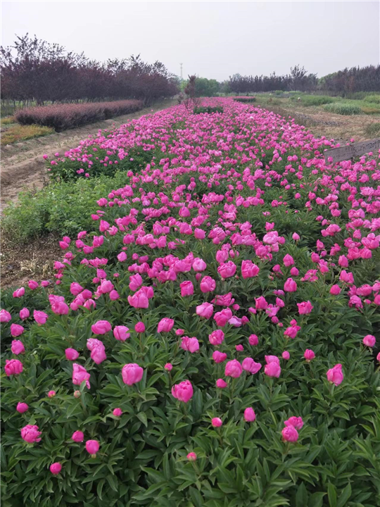 陕西芍药基地-西安芍药种植基地-周至芍药苗圃-金泉网