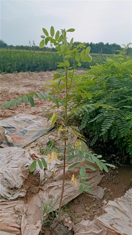 紫穗槐-西安紫穗槐基地现货现发