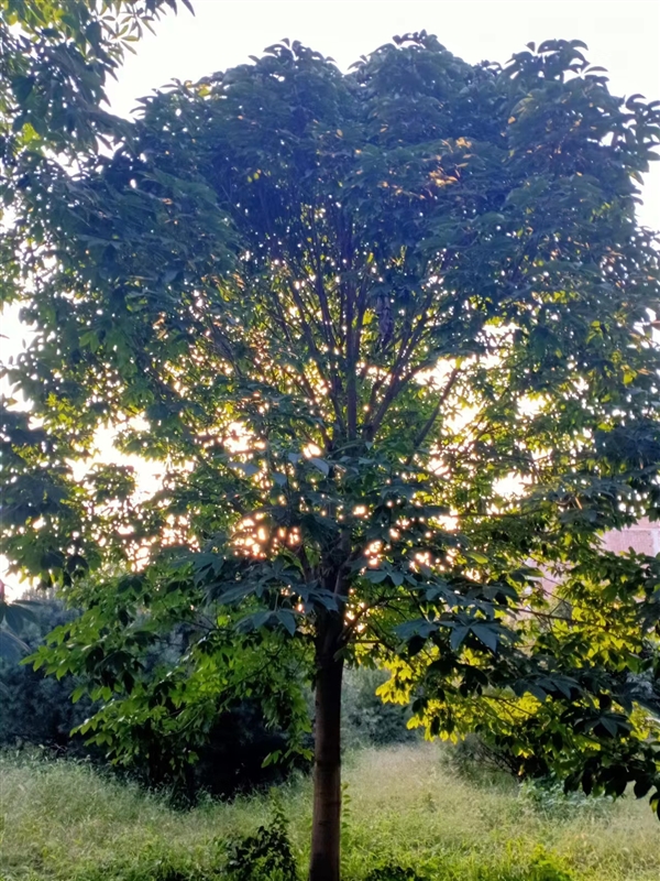 陕西七叶树供应-西安七叶树种植基地10-20公分