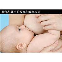 兰州专业催乳师