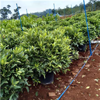 非洲茉莉|海口非洲茉莉批发I海南非洲茉莉 