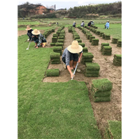 草皮|海口绿化草坪|海南绿化草皮批发 