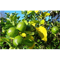 柠檬树|海口柠檬树苗种植场 