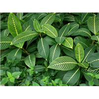 金脉爵床|海口金脉爵床批发|海口金脉爵床种植场 