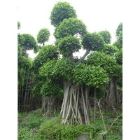 榕树|海口榕树苗批发|海南榕树种植基地 