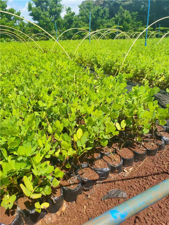 海南海口假花生|海南蔓花生专业种植基地