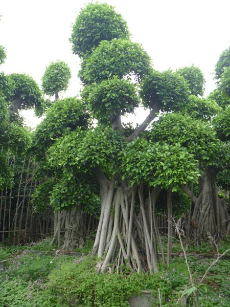榕树|海口榕树苗批发|海南榕树种植基地 