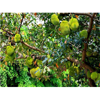 菠萝蜜树|海口菠萝蜜树苗批发 