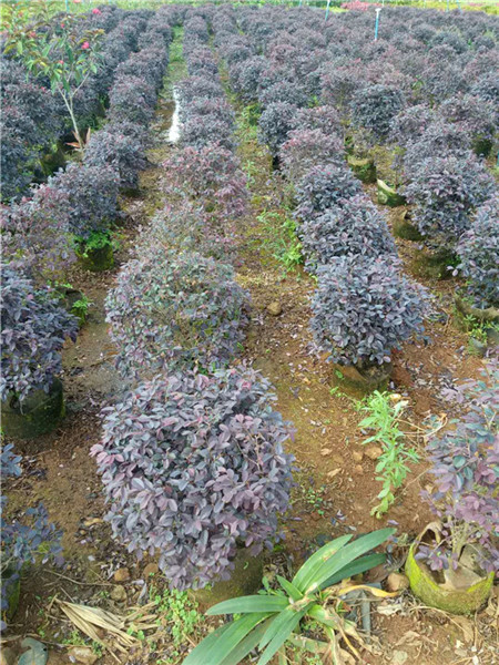 红花继木|海口红花继木批发|海南红花继木 