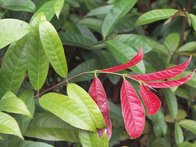 红背桂花树|海口红背桂批发价格|海南红背桂花批发 