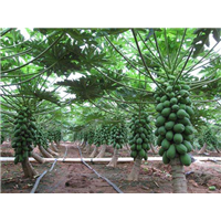 木瓜树|海口木瓜树苗批发价钱 