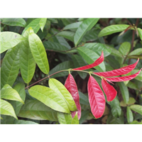 红背桂花树|海口红背桂批发价格|海南红背桂花批发 