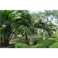 大王棕|海口大王棕种植基地 