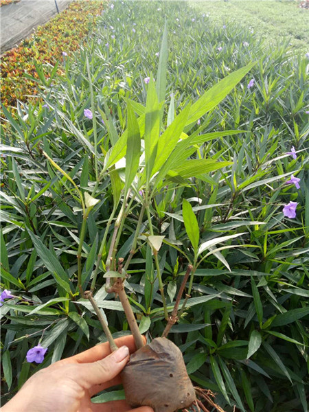 翠芦莉|海口翠卢莉批发|海南翠卢莉 