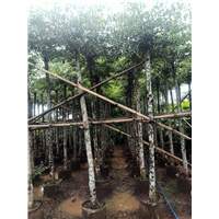 小叶揽仁树