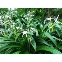 蜘蛛兰|海口蜘蛛兰种植场|海南蜘蛛兰批发价格 
