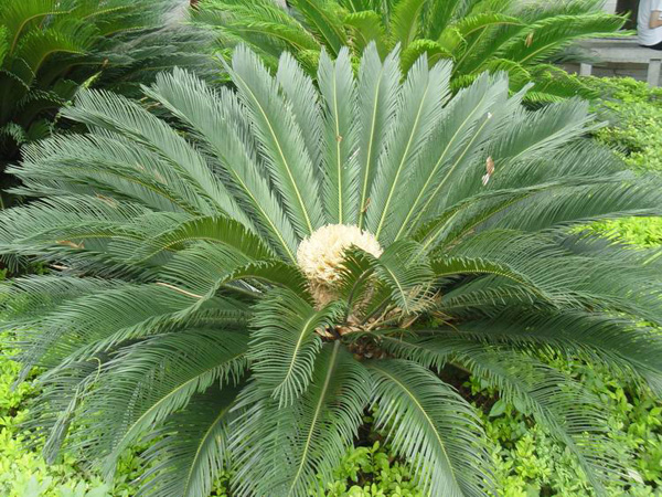 苏铁|海口苏铁批发价格|海南**的苏铁种植场 