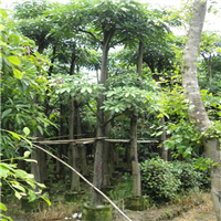 盆架子#福建盆架子价格#福建盆架子基地 