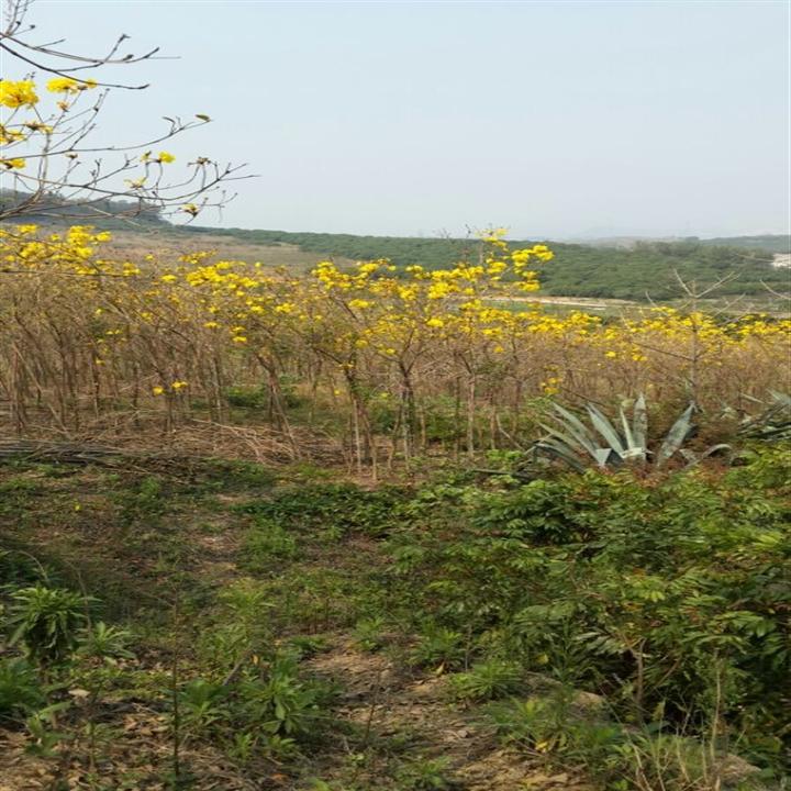 黄花风铃木（多花）.供应黄花风铃木.普宁黄花风铃木基地 