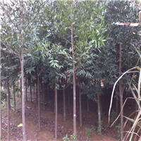 广东秋风#广东出售秋风#广东秋风优质 