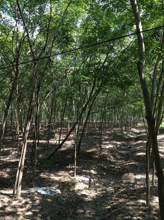 广东海南黄花梨出售●哪里的海南黄花梨树形好？ 