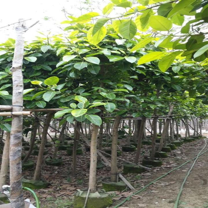 优质大叶紫薇，哪里有大叶紫薇卖？广东大叶紫薇 