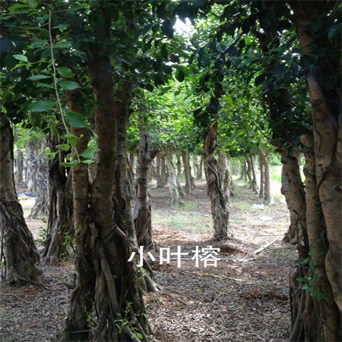 小叶榕 假植容器苗 大量种植供应 绿化工程苗