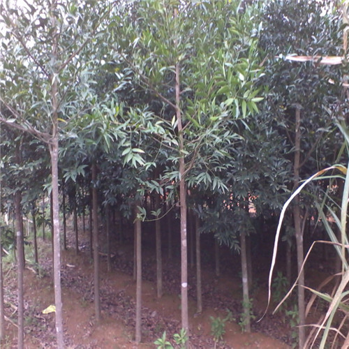 广东秋风#广东出售秋风#广东秋风优质 