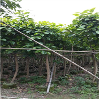 广东富贵榕批发 各种规格移植富贵榕 花叶富贵榕
