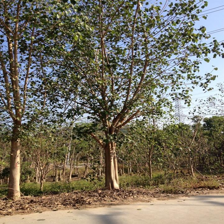普宁菩提榕基地
