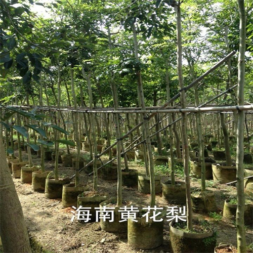 海南黄花梨种植基地 黄檀树移栽苗 5至20公分假植苗