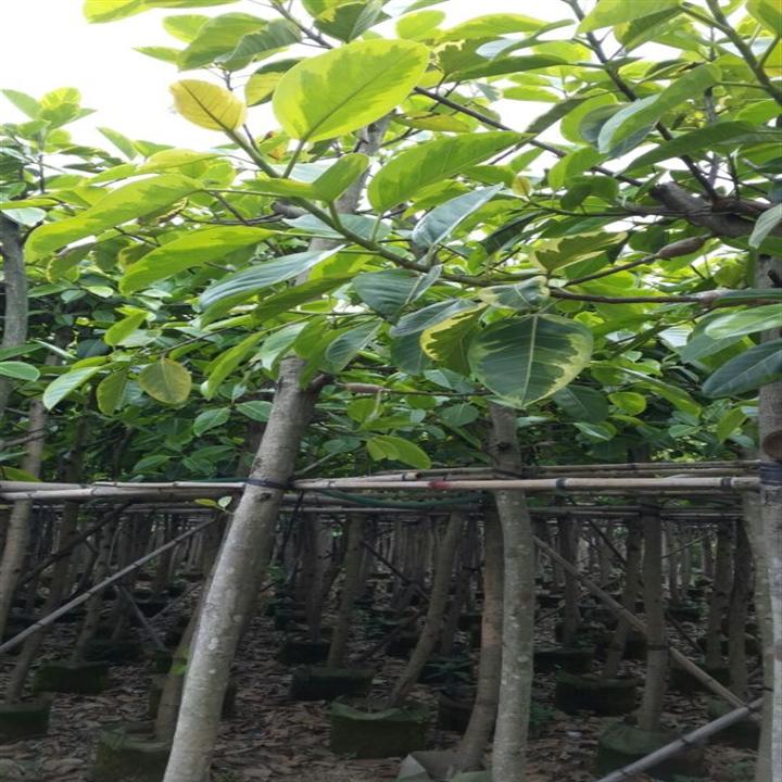 富贵榕（花叶高山榕）-供应富贵榕-广东富贵榕苗木 