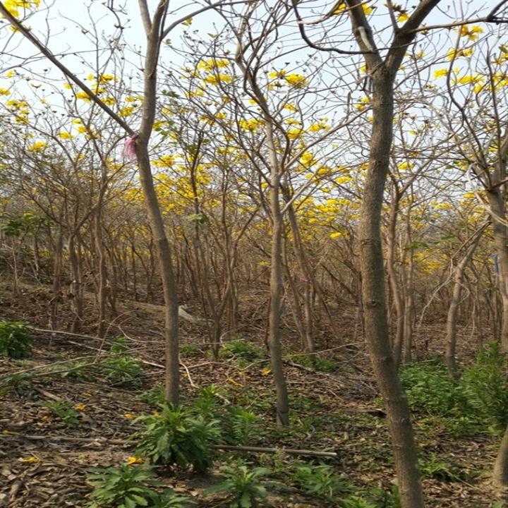 出售黄花风铃木；揭阳黄花风铃木基地；黄花风铃木批发 