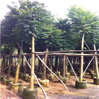 揭阳麻练培育基地出售 麻练树产地批发电话