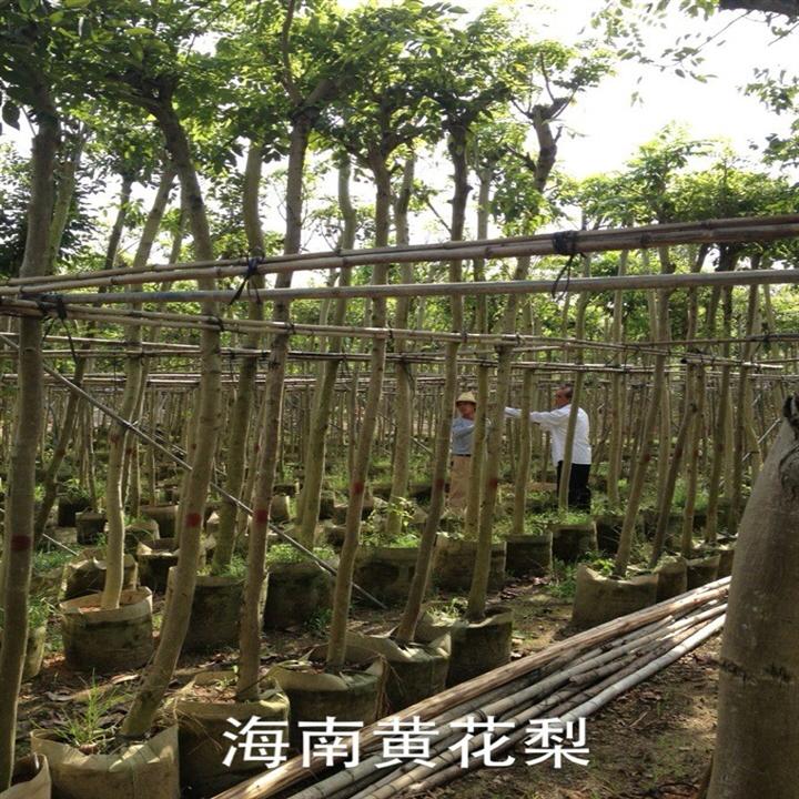 海南黄花梨价格、优质广东海南黄花梨哪里找 