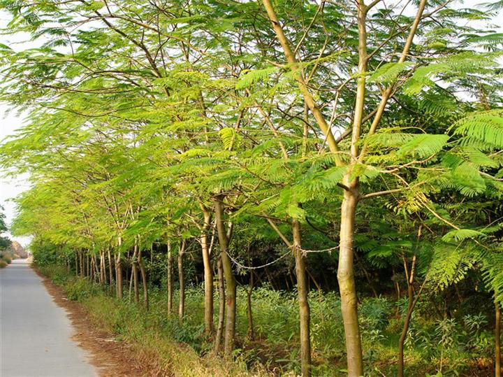 福建凤凰木=广东凤凰木绿化工程现场+漳州凤凰木视频 