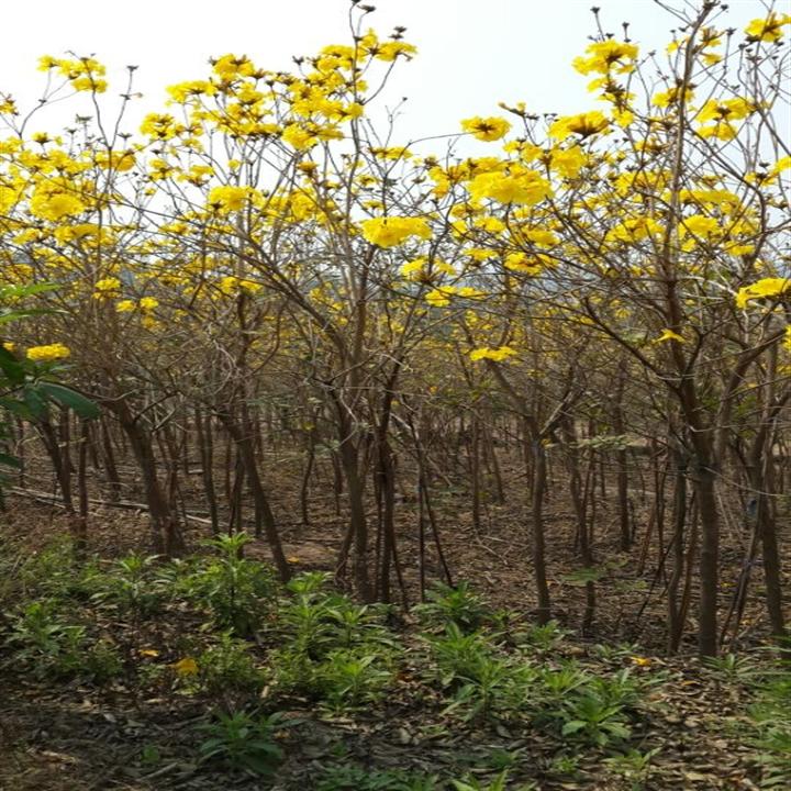 广东黄花风铃木、优质黄花风铃木哪里找、普宁黄花风铃木基地 