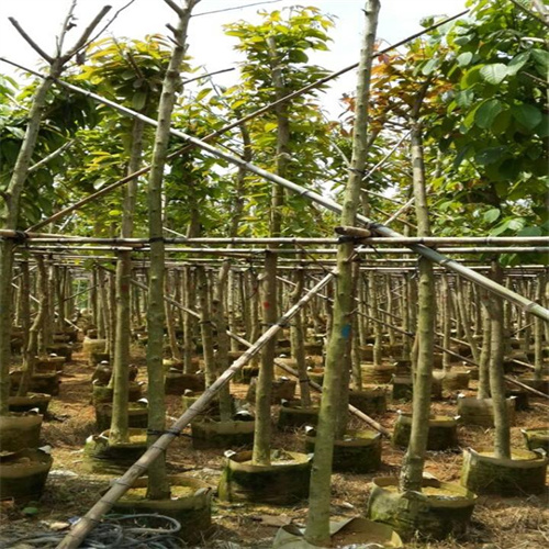 丛生大叶紫薇种植基地 红花紫薇园林景区 绿植量大