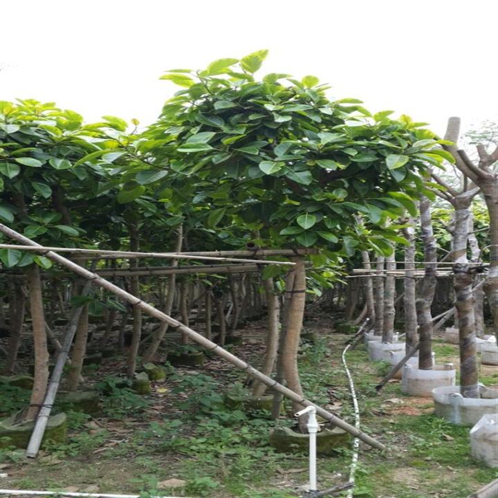 富贵榕（花叶高山榕）；销售富贵榕；揭阳那里有富贵榕出售 