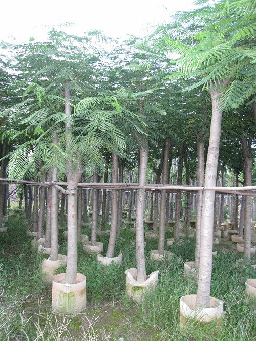 中山凤凰木/大量A货凤凰木出售/普宁凤凰木供应商 