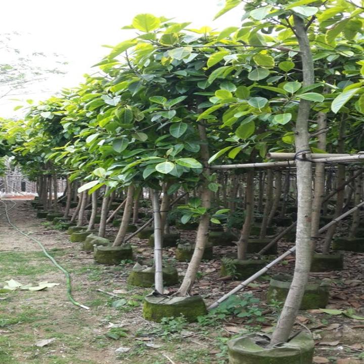 富贵榕（花叶高山榕）.富贵榕批发.普宁富贵榕基地 