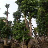 福建秋风#福建秋风种植#福建秋风批发商 