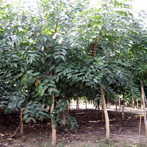 腊肠树#普宁腊肠树基地#普宁腊肠树价格 