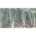 柳树 