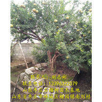山东石榴树出售-石榴树批发、石榴树出售、石榴树供应 