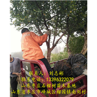 山东石榴树批发|山东出售石榴树 