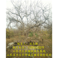 山东石榴苗基地-石榴苗2-出售石榴树|批发石榴树|供应石榴树 
