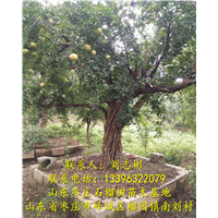 山东石榴苗基地-山东石榴树盆景、批发石榴树 