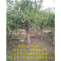 山东石榴树苗批发|枣庄石榴树供应 