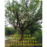 山东石榴树批发|山东石榴树苗批发 